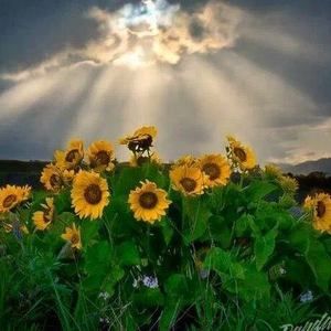 Meet your Posher, Priscilla